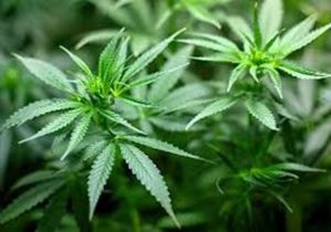 Полицията във Варна разкри мащабна наркооранжерия с 250 растения коноп