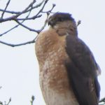 Американец влиза в затвора за 45 дни заради жестокост към защитена птица