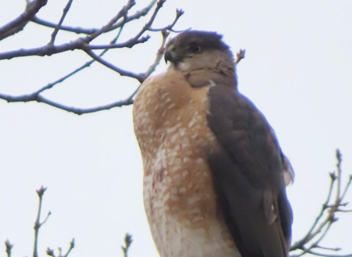 Американец влиза в затвора за 45 дни заради жестокост към защитена птица