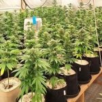 Спипаха шофьор с близо 3 промила алкохол в Пловдивско: Влиза в затвора и заради марихуана