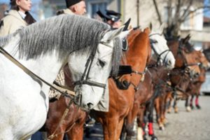 СДВР чества 70-годишен юбилей на конната полиция с демонстрации за Тодоровден