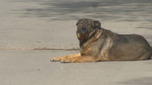 Успех за София: 117 бездомни животни намериха нов дом чрез кампанията „БезДОМен или ДОМашен?“