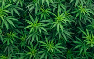 Мащабна акция в Северна Македония: Конфискуваха близо 40 тона марихуана