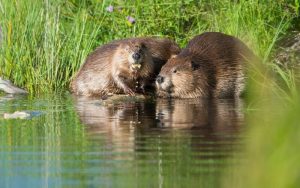 Бобри в река Марица: Научна сензация или неочаквана миграция в Южна България?