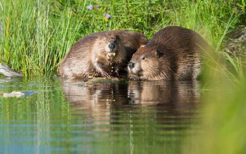 Бобри в река Марица: Научна сензация или неочаквана миграция в Южна България?