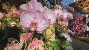 Цветна версия на Ню Йорк: Шоу на орхидеите в Ботаническата градина в Бронкс