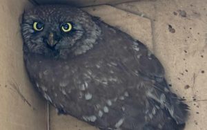 Експерти от РИОСВ - София спасиха кукумявка, заклещена в комин