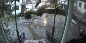 Опасно дърво рухна в манастира „Рождество Богородично“ в Бургас