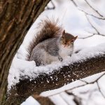 Източното крайбрежие на САЩ се подготвя за нова мащабна снежна буря