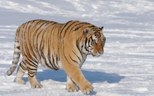 Сибирски тигър в частен двор в Румъния стана хит в TikTok и активира полицията