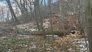 Месец след трагедията на Витоша: Опасни дървета продължават да застрашават шофьорите