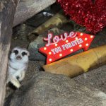 Зоопаркът в Бургас с нестандартна кампания за „символично изяждане“ на бивши партньори