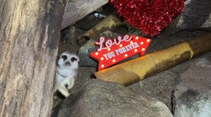 Зоопаркът в Бургас с нестандартна кампания за „символично изяждане“ на бивши партньори