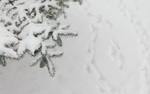 Нова зимна обстановка обхваща страната: Сняг и поледици през уикенда преди трайно затопляне