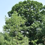 Четири нови вековни дървета в Ловешко получиха статут на защитени обекти