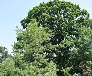 Четири нови вековни дървета в Ловешко получиха статут на защитени обекти