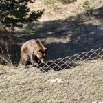 Новите обитатели на Парка за мечки в Белица: Гордо и Флоренция за първи път видяха сняг