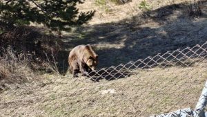 Новите обитатели на Парка за мечки в Белица: Гордо и Флоренция за първи път видяха сняг