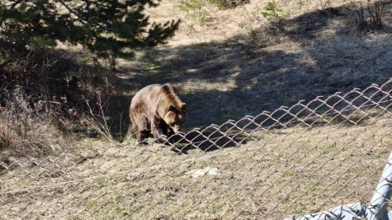 Новите обитатели на Парка за мечки в Белица: Гордо и Флоренция за първи път видяха сняг Новите обитатели на Парка за мечки в Белица: Гордо и Флоренция за първи път видяха сняг