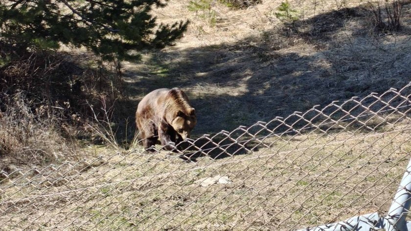 Новите обитатели на Парка за мечки в Белица: Гордо и Флоренция за първи път видяха сняг