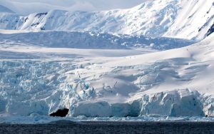 Птичият грип застрашава фауната на Антарктида