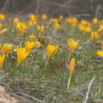 С усещане за пролет: В Кърджали цъфнаха минзухари и бадеми