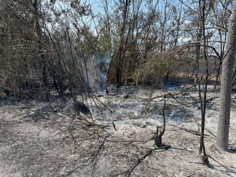 Мащабно разчистване в Пирин: Горските служители водят битка с времето и короядите