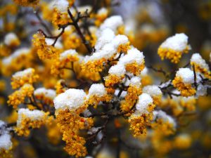 Времето се променя рязко: След пролетни температури до 20 градуса идва сняг