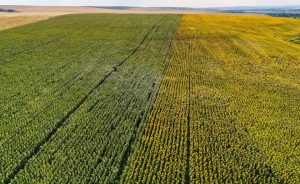 Вносът на аржентински слънчоглед започна: Първият кораб пристигна във Варна