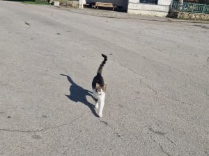 Районна прокуратура – Стара Загора разследва незаконно залавяне на бездомни животни