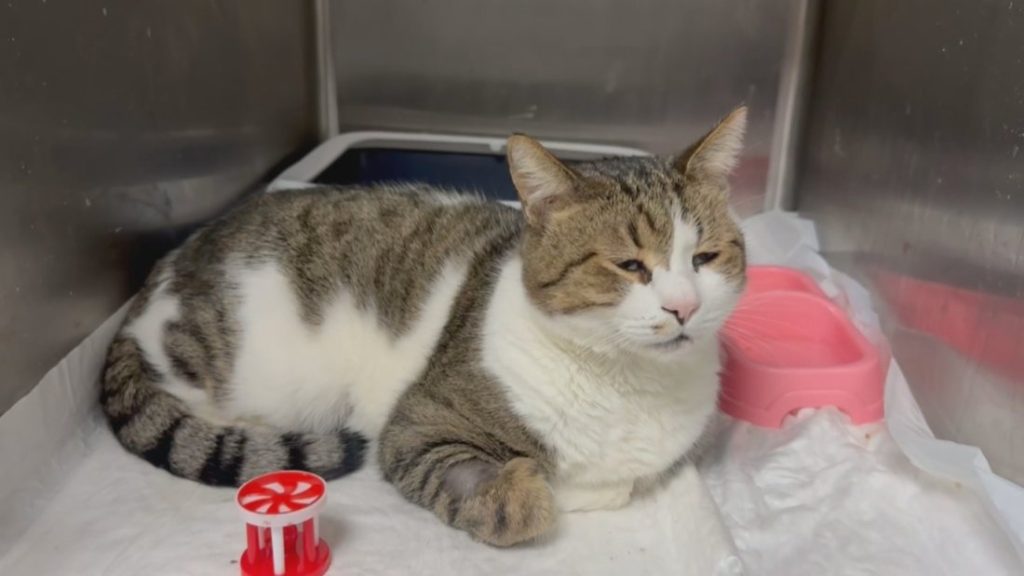 Символът на Мусала котаракът Мъри е на лечение в София