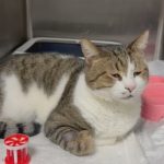 Символът на Мусала котаракът Мъри е на лечение в София