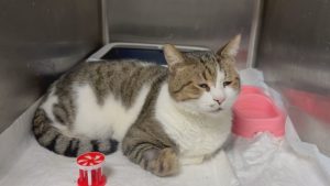 Символът на Мусала котаракът Мъри е на лечение в София