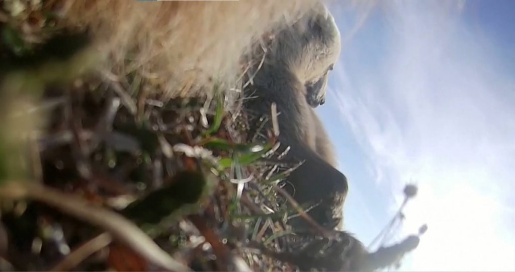 Уникални кадри: Мечки гризли в Аляска сами заснеха ежедневието си