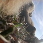 Уникални кадри: Мечки гризли в Аляска сами заснеха ежедневието си