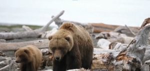 Пробив в Аляска: Изкуствен интелект разпознава кафяви мечки по формата на черепа