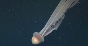 В дълбините край Аржентина: Учени заснеха гигантска „призрачна“ медуза и десетки нови видове