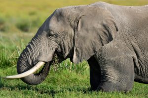 Имат ли мустаци слоновете? Уникалната сетивност на хобота в помощ на роботиката