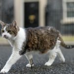 Почетен служител на „Даунинг стрийт“ 10: Котаракът Лари отбелязва 15 години служба