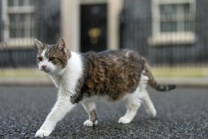 Почетен служител на „Даунинг стрийт“ 10: Котаракът Лари отбелязва 15 години служба