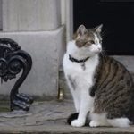 Котаракът на Даунинг стрийт 10: 15 години власт и по-висок рейтинг от премиерите