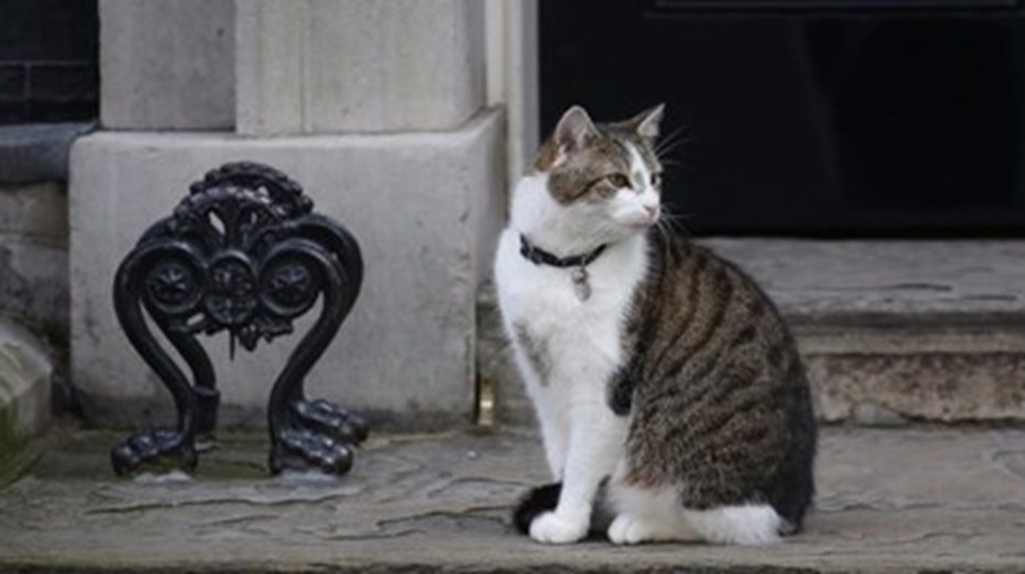 Котаракът на Даунинг стрийт 10: 15 години власт и по-висок рейтинг от премиерите