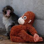 Всички обичат бебето маймунка Пънч: Историята на малкия макак и неговата плюшена майка