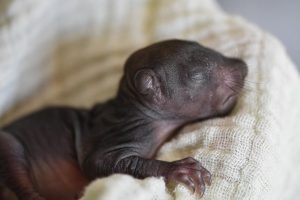 Експерти от „Зелени Балкани“ спасиха три бебета катерички в Стара Загора