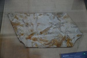 Древни китайски фосили запълват критична празнина в еволюцията „от риба към човек“