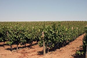 БАБХ постави под карантина лозов масив във Велико Търново заради опасна фитоплазма