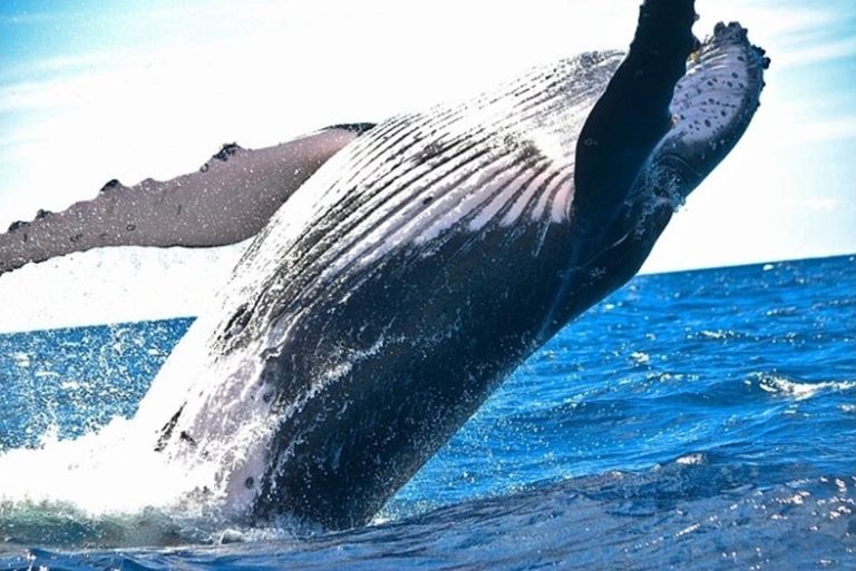 Голям гърбат кит заседна на брега на Балтийско море в Северна Германия