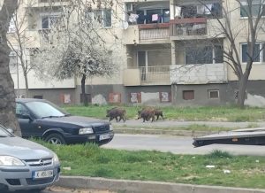 4 диви прасета се появиха в най-големия квартал на Кърджали