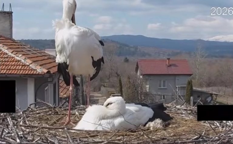 Гнездото на щъркелите Драго и Драга в село Драгушиново вече е под постоянно видеонаблюдение