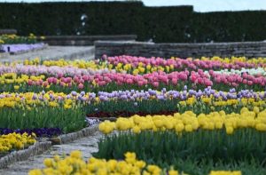 Ранните лалета в Ботаническата градина в Балчик вече цъфтят